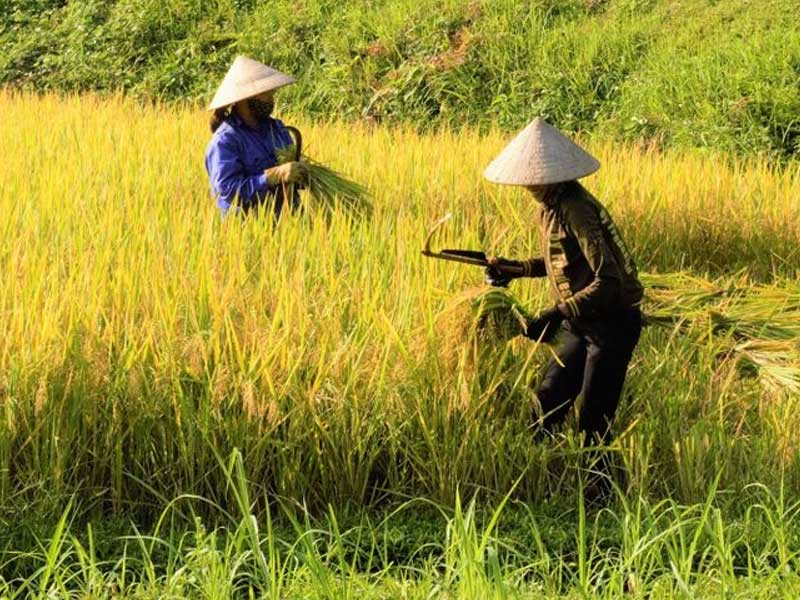 Pengembangan Usaha Pangan Masyarakat (PUPM)/Toko Tani Indonesia (TTI)