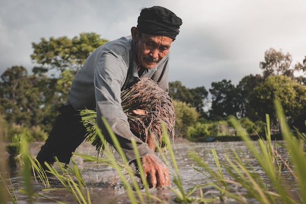 Indonesia Menuju Lumbung Pangan Dunia 2045